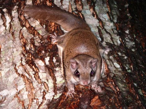 Dude let's get some of that northern flying squirrel tail tonight that shit is sweeeeeeet