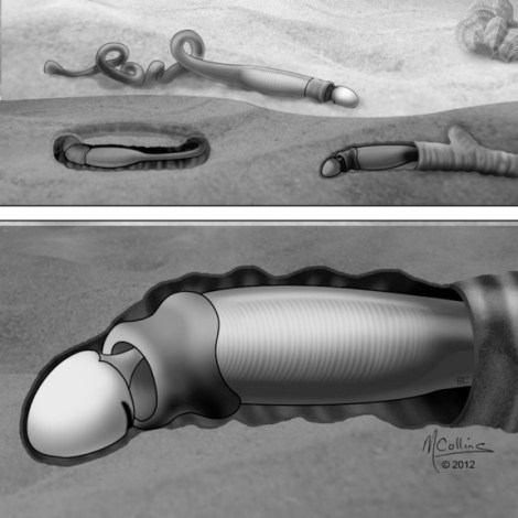 spartobranchus-reconstruction-130313