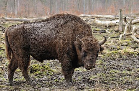 wisent