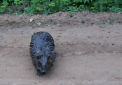 This is the beaver right before it goes fucking apeshit.