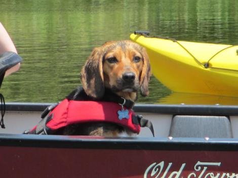 canoe_dog