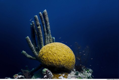 Underwater photo of brain coral, tube coral and trunk fish taken in the Great Blue Hole in Belize