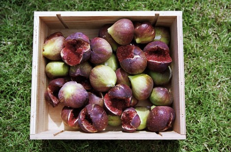 figs