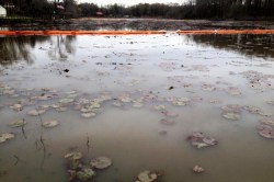 Dead vegetation in Lake Conway