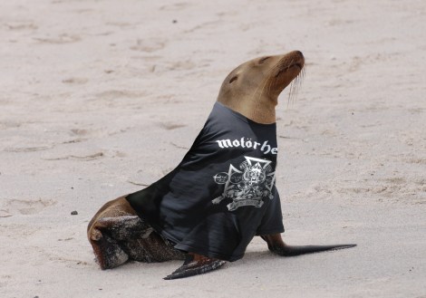 motorhead_sea_lion