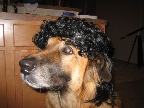 mullet_dog