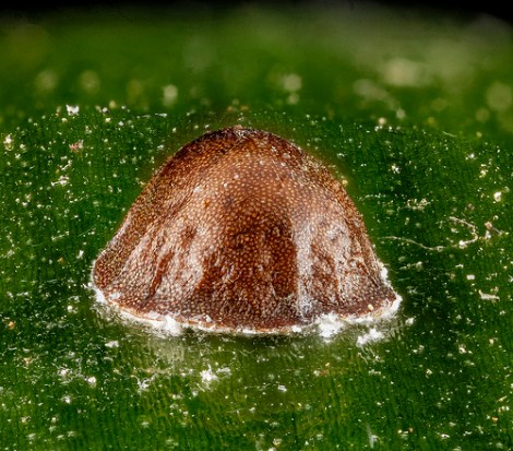 scale insect