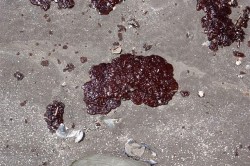 Tar balls on a Louisiana beach in 2010. Unfortunately, the tar balls still aren't gone.