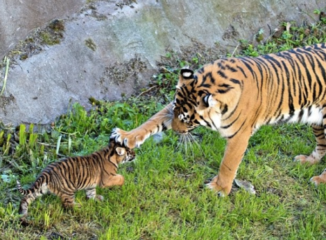 zooborns_tigers