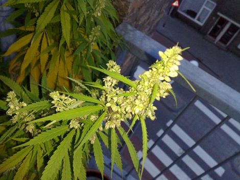 800px-Flowering_male_marijuana_plant