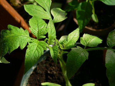 800px-Tomato-plant