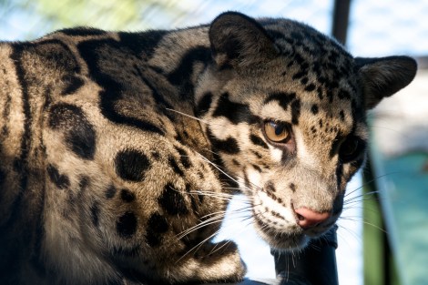 clouded_leopard