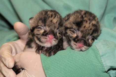 clouded_leopard_babies