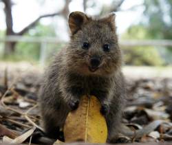 This quokka has no clue how utilities work.