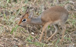 Energy independent dik dik.