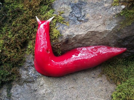 giant_pink_slug.jpg.662x0_q100_crop-scale