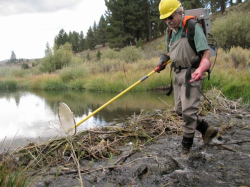 Lead researcher Peter Moyle studying native fish in the Sierra Nevada.