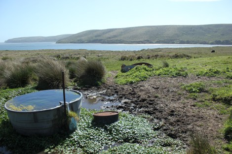 oystercowdrinkingtubs