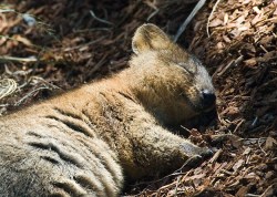 This utility series is Brought To You By The Quokka.