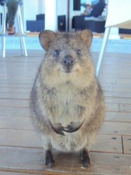 This quokka is listening.