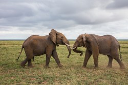 elephants fighting