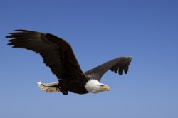 A bald eagle