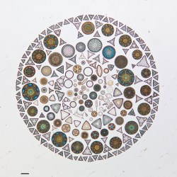 diatoms