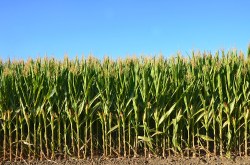 Field of corn.