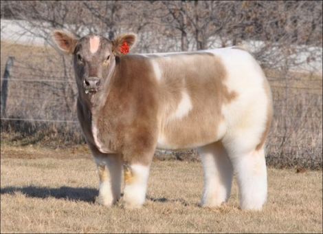 fluffy-cows5