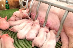 piglets