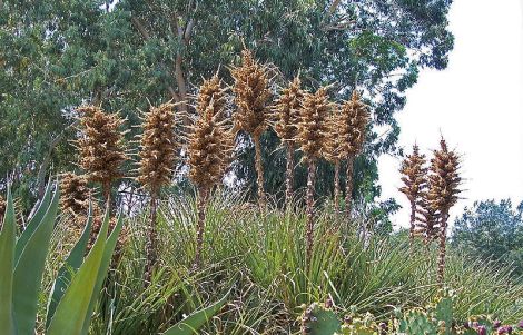 puya_chilensis