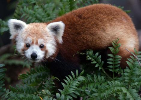 rusty_red_panda