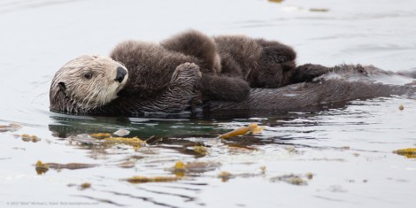 sea_otter_twins_3