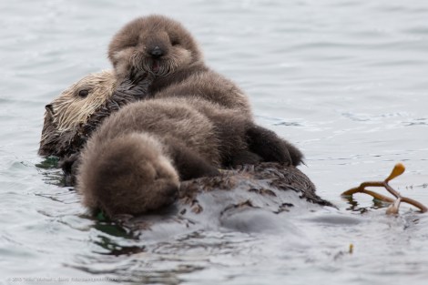 sea_otter_twins_4