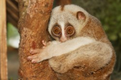 This slow loris wouldn't mind a safety net. Thank you for asking. 