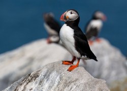 Atlantic puffin