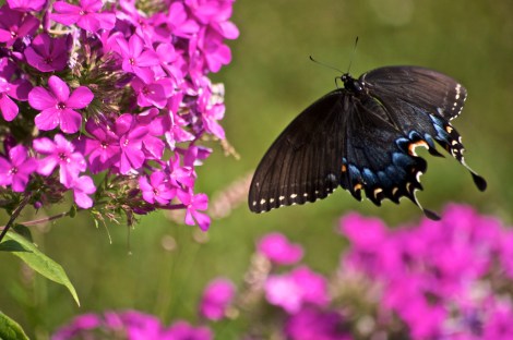 spicebrush swallowtail