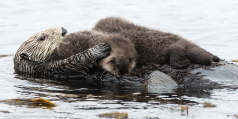 Have you seen these otters?