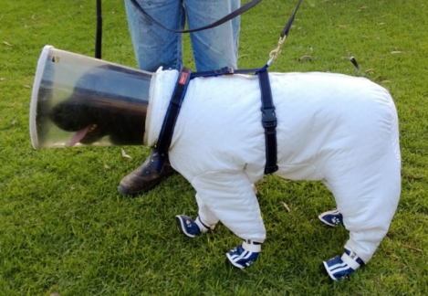 bazz-beekeeper-dog