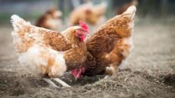 chicken-backyard-nest