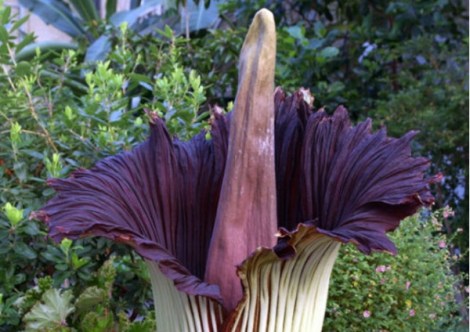 corpse-flower