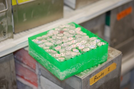 A tray of plasmids carrying DNA bundles in a freezer