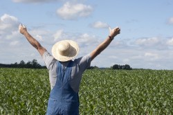 Farmer in a corn field