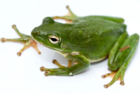 green tree frog