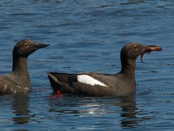 Pigeon guillemots