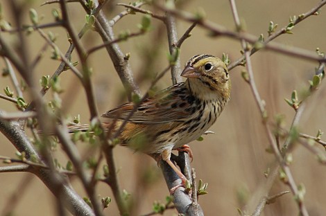 Henslow's sparrow