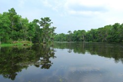 Louisiana wetlands