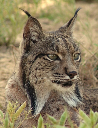 lynx1