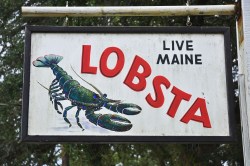 Maine lobster