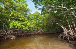 Mangroves in Florida